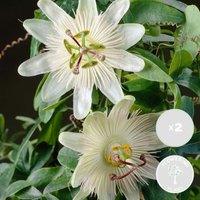 Bloomique - 2er-Set - Passiflora Constance Elliot - Passionsblume - Weiß - Kletterpflanzen - Gartenpflanzen - Winterhart - 50-70 cm Hoch - Topf 15 cm von BLOOMIQUE