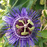 Bloomique - 2er-Set - Passiflora Purple Haze - Passionsblume - Lila - Kletterpflanzen - Gartenpflanzen - Winterhart - 50-70 cm Hoch - Topf 15 cm von BLOOMIQUE