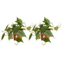 Bloomique - 2er Set - Philodendron Scandens - Hängepflanze - Auch als Kletterpflanze geeignet - Zimmerpflanzen - Luftreinigend - Pflegeleicht - 15-20 von BLOOMIQUE