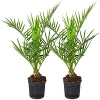 2er Set - Phoenix Canariensis - Kanarische Dattelpalme - Palme - Balkonpflanzen Winterhart - Höhe 50-70 cm - Topf 15 cm - Bloomique von BLOOMIQUE