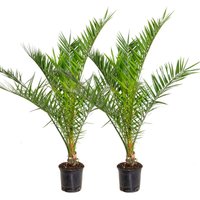 2er Set - Phoenix Canariensis - Kanarische Dattelpalme - Palme - Balkonpflanzen Winterhart - Höhe 80-100 cm - Topf 19 cm - Bloomique von BLOOMIQUE