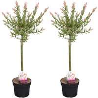 2er Set - Salix Flamingo - Harlekinweide - Winterharte Balkonpflanzen - Gartenpflanzen Winterhart - Höhe 60-80 cm - Topf 17 cm - Bloomique von BLOOMIQUE