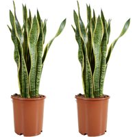 Bloomique - 2er Set - Sansevieria Laurentii - Bogenhanf - Sukkulenten - Zimmerpflanzen Groß - Sehr Pflegeleicht - Höhe 80-100 cm - Topf 21 cm von BLOOMIQUE