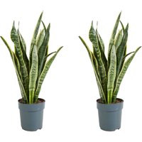 Bloomique - 2er Set - Sansevieria Laurentii - Bogenhanf - Sukkulenten - Zimmerpflanzen - Sehr Pflegeleicht - Höhe 30-40 cm - Topf 12 cm Bloomique - 2er Set - Sansevieria Laurentii - Bogenhanf - Sukkulenten - Zimmerpflanzen - Sehr Pflegeleicht - Höhe 30-40 cm - Topf 12 cm von BLOOMIQUE