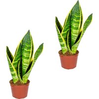 Bloomique - 2er Set - Sansevieria Superba - Bogenhanf - Sukkulenten - Zimmerpflanzen - Sehr Pflegeleicht - Höhe 20-30 cm - Topf 9 cm Bloomique - 2er Set - Sansevieria Superba - Bogenhanf - Sukkulenten - Zimmerpflanzen - Sehr Pflegeleicht - Höhe 20-30 cm - Topf 9 cm von BLOOMIQUE
