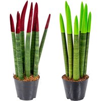 Bloomique - 2er-Set - Sansevieria Velvet Touch - Schwiegermutterzunge - Bogenhanf - Zimmerpflanzen - Luftreinigend - Sehr pflegeleicht - 20-30 cm von BLOOMIQUE