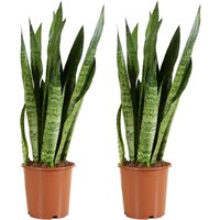 Bloomique - 2er Set - Sansevieria Zeylanica - Bogenhanf - Sukkulenten - Zimmerpflanzen - Sehr Pflegeleicht - Höhe 80-100 cm - Topf 21 cm von BLOOMIQUE