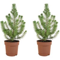 Bloomique – 2er-Set – Silberkamm-Kiefer (Pinus pinea 'Silver Crest') – Schirmkiefer – Tanne – Für drinnen und draußen – Winterhart – Immergrün – von BLOOMIQUE