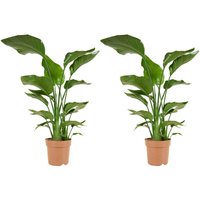 Bloomique - 2er Set - Strelitzia Nicolai - Strelitzie Pflanze - Paradiesvogel Pflanze - Paradiesvogelblume - Zimmerpflanzen Groß - Grünpflanzen Bloomique - 2er Set - Strelitzia Nicolai - Strelitzie Pflanze - Paradiesvogel Pflanze - Paradiesvogelblume - Zimmerpflanzen Groß - Grünpflanzen von BLOOMIQUE