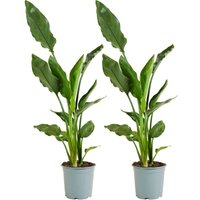 Bloomique - 2er-Set - Strelitzia Reginae - Paradiesvogelpflanze - Paradiesvogelblume - Zimmerpflanzen - Luftreinigend - Pflegeleicht - Höhe 60-80 cm von BLOOMIQUE