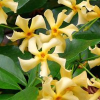 Bloomique - 2er-Set - Trachelospermum Jasminoides - Toskanischer Jasmin - Gelb - Kletterpflanzen - Gartenpflanzen - Winterhart - Immergrün - 50-70 cm Bloomique - 2er-Set - Trachelospermum Jasminoides - Toskanischer Jasmin - Gelb - Kletterpflanzen - Gartenpflanzen - Winterhart - Immergrün - 50-70 cm von BLOOMIQUE
