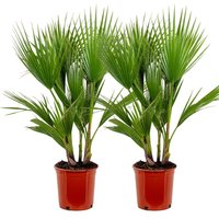 Bloomique - 2er Set - Washingtonia Robusta - Mexikanische Fächerpalme - Palme - Winterharte Balkonpflanzen - Gartenpflanzen Winterhart - Höhe 80-100 Bloomique - 2er Set - Washingtonia Robusta - Mexikanische Fächerpalme - Palme - Winterharte Balkonpflanzen - Gartenpflanzen Winterhart - Höhe 80-100 von BLOOMIQUE