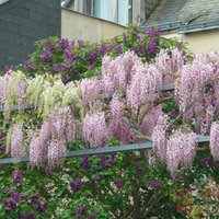 Bloomique - 2er-Set - Wisteria Floribunda Rosea - Blauregen Kletterpflanze - Rosa - Kletterpflanzen - Gartenpflanzen - Winterhart - 50-70 cm Hoch Bloomique - 2er-Set - Wisteria Floribunda Rosea - Blauregen Kletterpflanze - Rosa - Kletterpflanzen - Gartenpflanzen - Winterhart - 50-70 cm Hoch von BLOOMIQUE