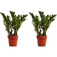 Bloomique - 2er Set - Zamioculcas Zamiifolia - Glücksfeder - Zimmerpflanzen - Sehr Pflegeleicht - Luftreinigend - Höhe 30-40 cm - Topf 12 cm von BLOOMIQUE