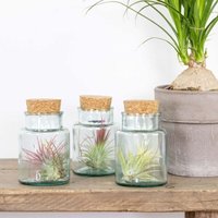 Bloomique - 3er Mix - Tillandsia im Glas - Tillandsien - Luftpflanzen Echt - Sehr Pflegeleicht - Höhe 12 cm von BLOOMIQUE