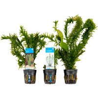Bloomique - 3er Set - Aquarium Pflanzen Echt - Aquarium Zubehör - Wasserpflanzen - Reinigend - Sauerstoff -Wasserpest, Hydrocotyle, Limnophila - Höhe Bloomique - 3er Set - Aquarium Pflanzen Echt - Aquarium Zubehör - Wasserpflanzen - Reinigend - Sauerstoff -Wasserpest, Hydrocotyle, Limnophila - Höhe von BLOOMIQUE