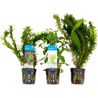 Bloomique - 3er Set - Aquarium Pflanzen Echt - Aquarium Zubehör - Wasserpflanzen - Reinigend - Sauerstoff - Wasserpest, Wassernabel, Sumpffreund Bloomique - 3er Set - Aquarium Pflanzen Echt - Aquarium Zubehör - Wasserpflanzen - Reinigend - Sauerstoff - Wasserpest, Wassernabel, Sumpffreund von BLOOMIQUE