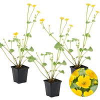 Bloomique - 3er Set - Caltha Palustris - Sumpfdotterblume - Teichpflanzen Winterhart - Wasserpflanzen - Zone 1-2 - Höhe 10-20 cm - Topf 9 cm Bloomique - 3er Set - Caltha Palustris - Sumpfdotterblume - Teichpflanzen Winterhart - Wasserpflanzen - Zone 1-2 - Höhe 10-20 cm - Topf 9 cm von BLOOMIQUE