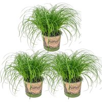 Bloomique - 3er Set - Cyperus Zumula - Katzengras Fertig Gewachsen - Zimmerpflanzen - Pflegeleicht - Haustierfreundlich - Höhe 20-30 cm - Topf 12 cm von BLOOMIQUE