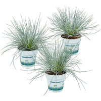 Bloomique - 3er-Set - Festuca Glauca Compacta Blue - Blau-Schwingel - Schaf-Schwingel - Ziergras - Gartenpflanzen - Winterhart - Höhe 20-30 cm - Topf von BLOOMIQUE
