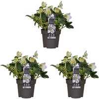 Bloomique - 3er Set - Helleborus Niger - Christrose - Schneerose - Pflanzen Echt - Winterblüher - Höhe 20-30 cm - Topf 12 cm Bloomique - 3er Set - Helleborus Niger - Christrose - Schneerose - Pflanzen Echt - Winterblüher - Höhe 20-30 cm - Topf 12 cm von BLOOMIQUE