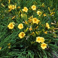 Bloomique - 3er Set - Hemerocallis Stella d'Oro - Taglilie - Gartenpflanzen - Winterhart - Höhe 10-20 cm - Topf 9x9 cm Bloomique - 3er Set - Hemerocallis Stella d'Oro - Taglilie - Gartenpflanzen - Winterhart - Höhe 10-20 cm - Topf 9x9 cm von BLOOMIQUE