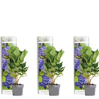 Bloomique - 3er-Set - Hydrangea Macrophylla Early Blue - Hortensie - Bauernhortensie - Gartenpflanzen - Winterhart - 20-30 cm Hoch - Topf 10,5 cm von BLOOMIQUE