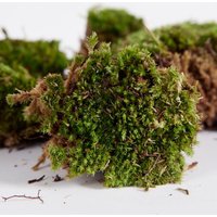 3er Set - Lebendes Moos - Mooskissen - Dekomoos - Geeignet u.a. für Terrarien - Durchmesser je Mooskissen 8-20 cm - Bloomique von BLOOMIQUE