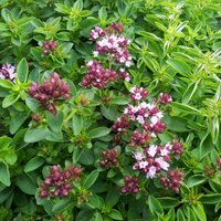 Bloomique - 3er Set - Origanum Vulgare Compactum - Ziermajoran - Gartenpflanzen - Winterhart - Höhe 10-20cm - Topf 9x9cm von BLOOMIQUE