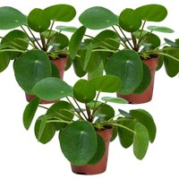 Bloomique - 3er-Set - Pilea Peperomioides - Ufopflanze - Zimmerpflanzen - Luftreinigend - Tierfreundlich - 15-20 cm Hoch - Topf 12 cm von BLOOMIQUE