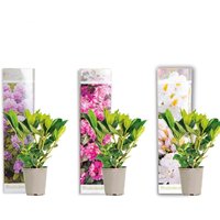 Bloomique - 3er-Set - Rhododendron - Lila, Rosa, Weiß - Immergrün - Winterhart - Gartenpflanzen - Höhe 15-20 cm - Topf 9 cm von BLOOMIQUE