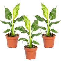 Bloomique - 3er Set - Strelitzia Reginae - Paradiesvogelpflanze - Paradiesvogelblume - Zimmerpflanzen - Luftreinigend - Pflegeleicht - Höhe 30-40 cm Bloomique - 3er Set - Strelitzia Reginae - Paradiesvogelpflanze - Paradiesvogelblume - Zimmerpflanzen - Luftreinigend - Pflegeleicht - Höhe 30-40 cm von BLOOMIQUE
