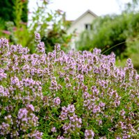 Bloomique - 3er Set - Thymus Vulgaris - Echter Thymian - Kräuter - Gartenpflanzen - Winterhart - Höhe 10-20cm - Topf 9x9cm von BLOOMIQUE