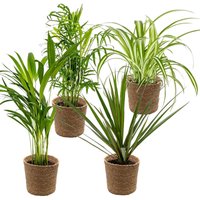 Bloomique - 4er-Mix - Luftreinigende Pflanzen - Dracaena - Dypsis - Chamaedorea - Chlorophytum - Zimmerpflanzen - Höhe 20-40 cm - Seegraskorb 12 cm von BLOOMIQUE