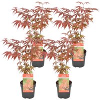 Bloomique - 4er Set - Acer Atropurpureum - Japanischer Ahorn - Winterharte Pflanzen - Gartenpflanzen Winterhart - Höhe 20-30 cm - Topf 10,5 cm von BLOOMIQUE