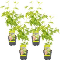 Bloomique - 4er Set - Acer Going Green - Japanischer Ahorn - Winterharte Pflanzen - Gartenpflanzen Winterhart - Höhe 20-30 cm - Topf 10,5 cm Bloomique - 4er Set - Acer Going Green - Japanischer Ahorn - Winterharte Pflanzen - Gartenpflanzen Winterhart - Höhe 20-30 cm - Topf 10,5 cm von BLOOMIQUE