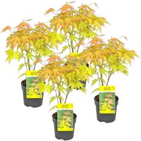 Bloomique - 4er Set - Acer Palmatum Orange Dream - Japanischer Ahorn - Winterharte Pflanzen - Gartenpflanzen Winterhart - Höhe 20-30 cm - Topf 10,5 cm von BLOOMIQUE