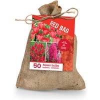 Bloomique – 50er-Mix – Die rote Tüte – Roter Mix – Tulpen, Hyazinthen, Ixia – Blumenzwiebeln – Frühlingsblüher – Mehrjährige Pflanzen von BLOOMIQUE