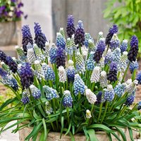 Bloomique - 50er-Mix - Muscari-Mix - Traubenhyazinthe - blaue Trauben - weiß, blau - Blumenzwiebeln - Frühlingsblüte - mehrjährige Pflanzen - wird von BLOOMIQUE
