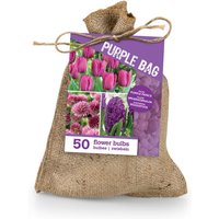 Bloomique – 50er-Mix – The Purple Bag – Lila Mix – Tulpen, Hyazinthen, Allium – Blumenzwiebeln – Frühlingsblüher – Stauden Bloomique – 50er-Mix – The Purple Bag – Lila Mix – Tulpen, Hyazinthen, Allium – Blumenzwiebeln – Frühlingsblüher – Stauden von BLOOMIQUE