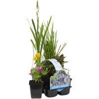 Bloomique - 6er Set - Blühende Teichpflanzen - Wasserpflanzen Miniteich - Zone 1 & 2 - Winterhart - Höhe 15-25 cm - Topf 9 cm von BLOOMIQUE