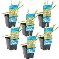 Bloomique - 6er Set - Butomus Umballatus - Schwanenblume - Teichpflanzen Winterhart - Wasserpflanzen - Zone 2-3 - Höhe 10-20 cm - Topf 9 cm von BLOOMIQUE
