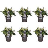 Bloomique - 6er Set - Helleborus Niger - Christrose - Schneerose - Pflanzen Echt - Winterblüher - Höhe 20-30 cm - Topf 12 cm Bloomique - 6er Set - Helleborus Niger - Christrose - Schneerose - Pflanzen Echt - Winterblüher - Höhe 20-30 cm - Topf 12 cm von BLOOMIQUE