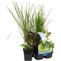 Bloomique - 6er Set - Insektenfreundliche Teichpflanzen - Wasserpflanzen Miniteich - Zone 1 & 2 - Winterhart - Höhe 15-25 cm - Topf 9 cm Bloomique - 6er Set - Insektenfreundliche Teichpflanzen - Wasserpflanzen Miniteich - Zone 1 & 2 - Winterhart - Höhe 15-25 cm - Topf 9 cm von BLOOMIQUE