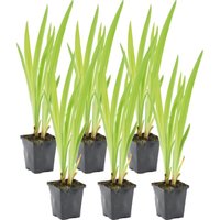 Bloomique - 6er Set - Iris Versicolor - Amerikanische Sumpf-Schwertlilie - Teichpflanzen Winterhart - Wasserpflanzen - Zone 1-2 - Höhe 15-25 cm von BLOOMIQUE