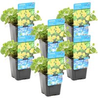 Bloomique - 6er Set - Lysimachia Nummularia - Münzkraut - Pfennigkraut - Teichpflanzen Winterhart - Wasserpflanzen - Zone 1-2 - Höhe 10-20 cm - Topf Bloomique - 6er Set - Lysimachia Nummularia - Münzkraut - Pfennigkraut - Teichpflanzen Winterhart - Wasserpflanzen - Zone 1-2 - Höhe 10-20 cm - Topf von BLOOMIQUE
