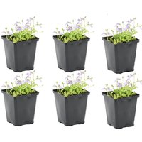 Bloomique - 6er Set - Mazus Reptans - Lippenmäulchen - Teichpflanzen Winterhart - Wasserpflanzen - Zone 2 - Höhe 10-20 cm - Topf 9 cm Bloomique - 6er Set - Mazus Reptans - Lippenmäulchen - Teichpflanzen Winterhart - Wasserpflanzen - Zone 2 - Höhe 10-20 cm - Topf 9 cm von BLOOMIQUE