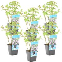 Bloomique - 6er Set - Mentha Aquatica - Wasserminze - Teichpflanzen Winterhart - Wasserpflanzen - Zone 1-2-3-4-5 - Höhe 10-20 cm - Topf 9 cm von BLOOMIQUE