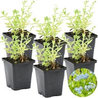 Bloomique - 6er Set - Myosotis Palustris - Sumpfvergissmeinnicht - Teichpflanzen Winterhart - Wasserpflanzen - Zone 1-2 - Höhe 10-20 cm - Topf 9 cm Bloomique - 6er Set - Myosotis Palustris - Sumpfvergissmeinnicht - Teichpflanzen Winterhart - Wasserpflanzen - Zone 1-2 - Höhe 10-20 cm - Topf 9 cm von BLOOMIQUE