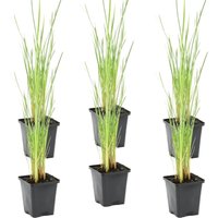 Bloomique - 6er Set - Typha Latifolia - Breitblättriger Rohrkolben - Teichpflanzen Winterhart - Wasserpflanzen - Zone 2-3 - Höhe 15-25 cm - Topf 9 cm Bloomique - 6er Set - Typha Latifolia - Breitblättriger Rohrkolben - Teichpflanzen Winterhart - Wasserpflanzen - Zone 2-3 - Höhe 15-25 cm - Topf 9 cm von BLOOMIQUE